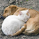 Dog and Cat Nap Live WP