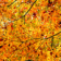 Branch with leaves Live Wallpaper