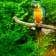 Branch with parrots Live Wallpaper
