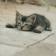 Little Kitten Nap Live WP