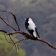 Branch with magpies HD LWP
