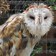 Big Wet Owl at rain HD LWP