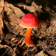 Bright Mushroom at rain LWP