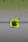 Apple Marijuana New