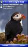 Atlantic Puffin Theme for Pocket PC