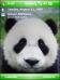 Baby Panda Theme for Pocket PC