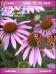 Butterfly on Flower Theme for Pocket PC