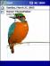 CA Kingfisher Theme for Pocket PC