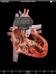 Cardiovascular System - iPad edition