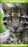 Clouded Leopard Theme for Pocket PC
