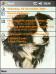 Collie 001 AMF Theme for Pocket PC