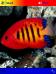 Colorful Fish Theme for Pocket PC