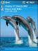Dolphins AMF Theme for Pocket PC