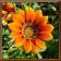 Flowers Photos Add-on for Spb Puzzle (Pocket PC)
