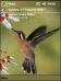 Hummingbird AMF Theme for Pocket PC