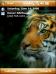 Tiger Theme for Pocket PC