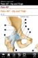Netter's Lower Limb - Atlas of Human Anatomy (iPhone)