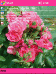 Pink Petals Theme for Pocket PC