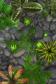 Pocket Frogs for iOS