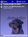 Rottweiler 01 Theme for Pocket PC
