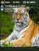 Siberian Tiger Theme for Pocket PC