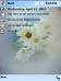 Spring Daisies Theme for Pocket PC
