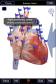 The Cardiovascular System Pro