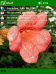 Trumpet Bloom Theme for Pocket PC