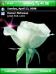 White Rose WM6 Theme for Pocket PC