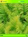 Wild Ferns Theme for Pocket PC