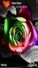 Beautiful Rose