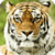 Beautiful Tiger Live Wallpaper HD