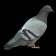 Boite a pigeon