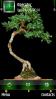 Bonsai Tree