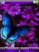 Butterfly Butterfly