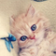Cute Kitten Live Wallpapers