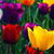 Colorful Flowers Live Wallpaper 2