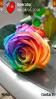 Colorful Rose