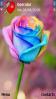 Colorful Rose