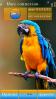 Colourful Parrot