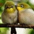 Cute Love Birds LWP