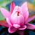 Cute Pink Water Lily Live Wallpaper