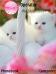 Cute White Kittens