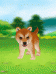 Dog - Shiba