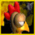 flappy chicken mystery