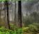 Green Forest Fog