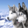 Snow Dogs Wallpapers