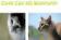 Cute Cat HD Wallpaper