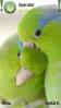 Love Parrots