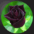 Most Beautiful Black Roses